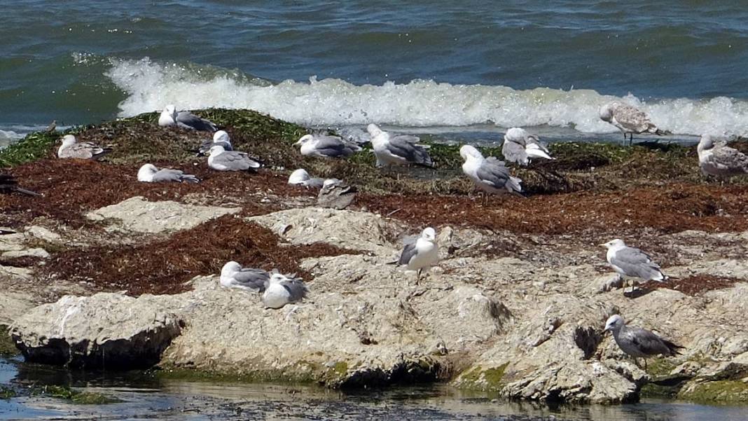 Eğirdir Gölü'nün bölünmesine 1 kilometre kaldı! Binlerce ölü su salyangozu karaya vurdu 7